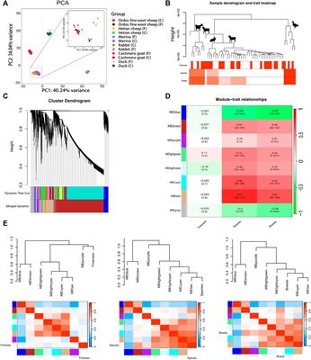 Transcriptome meta-analysis reveals the hair genetic rules in six animal breeds and genes associated with wool fineness